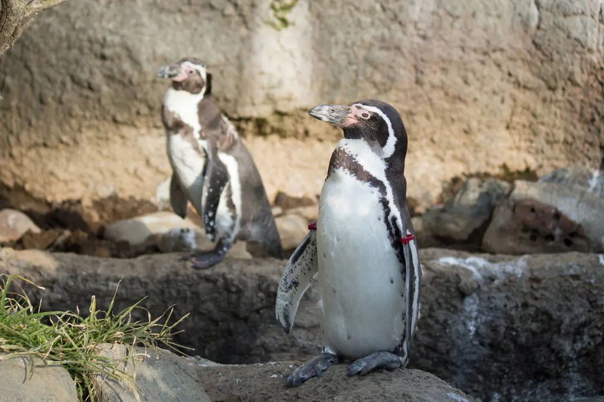 鴨川シーワールド　ペンギン