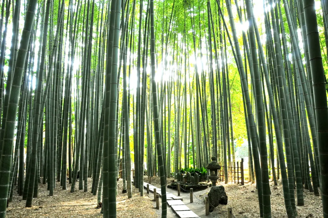 報国寺