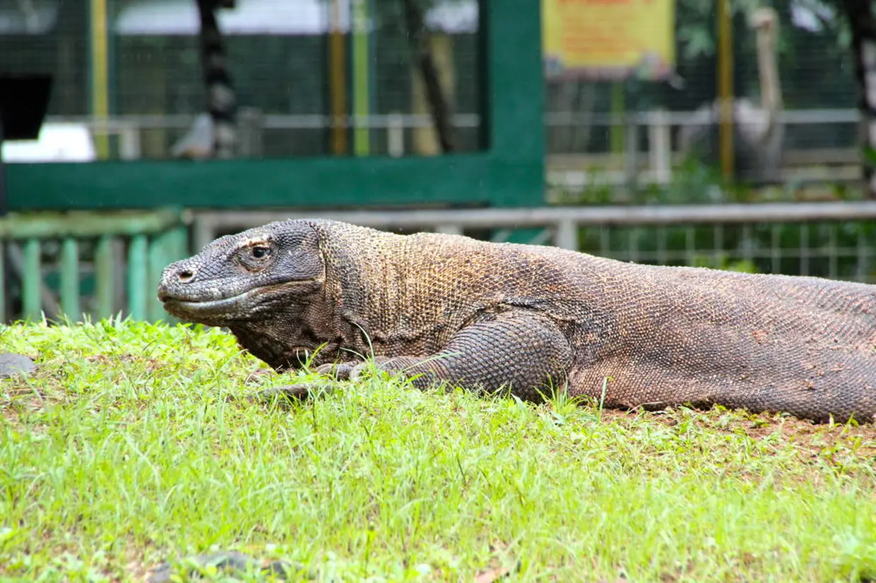 ラグナン動物園