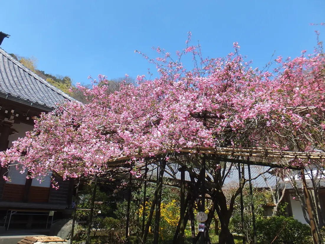光則寺 カイドウ