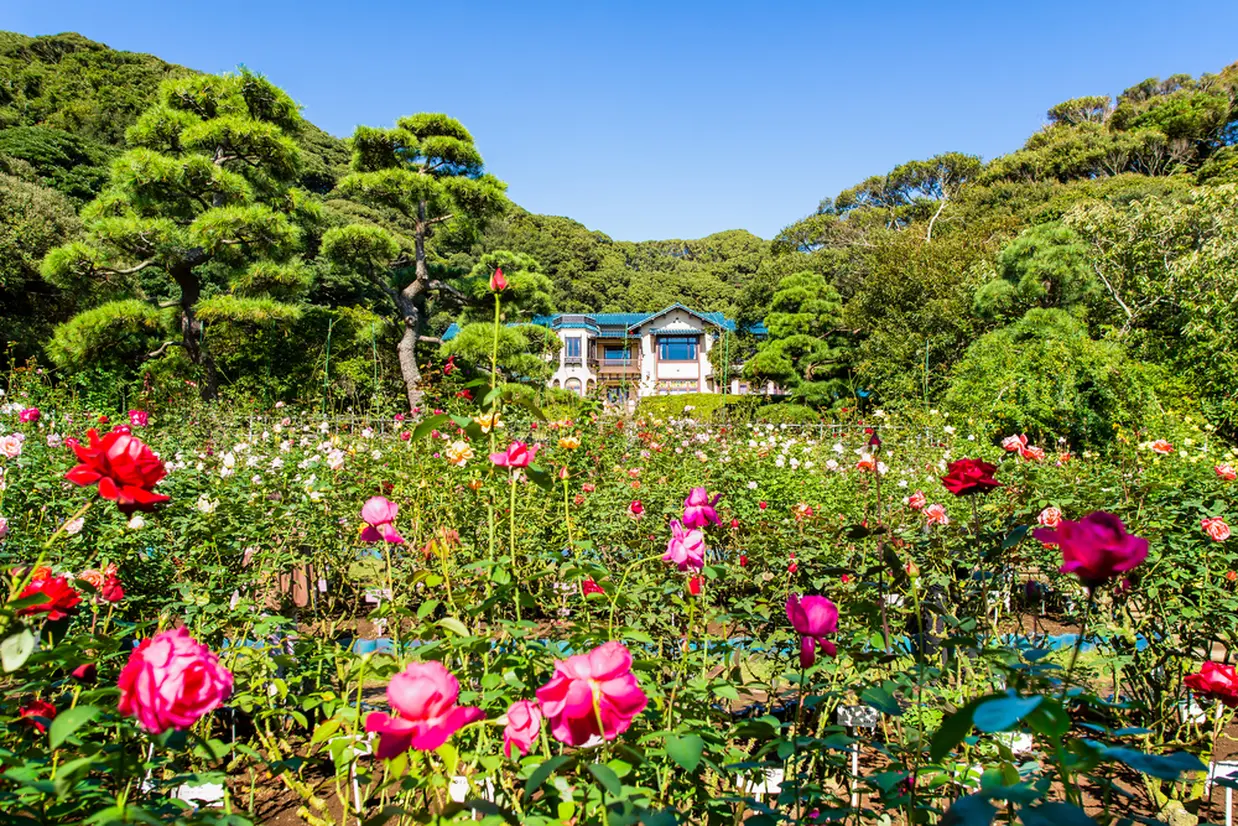 鎌倉文学館 バラ園
