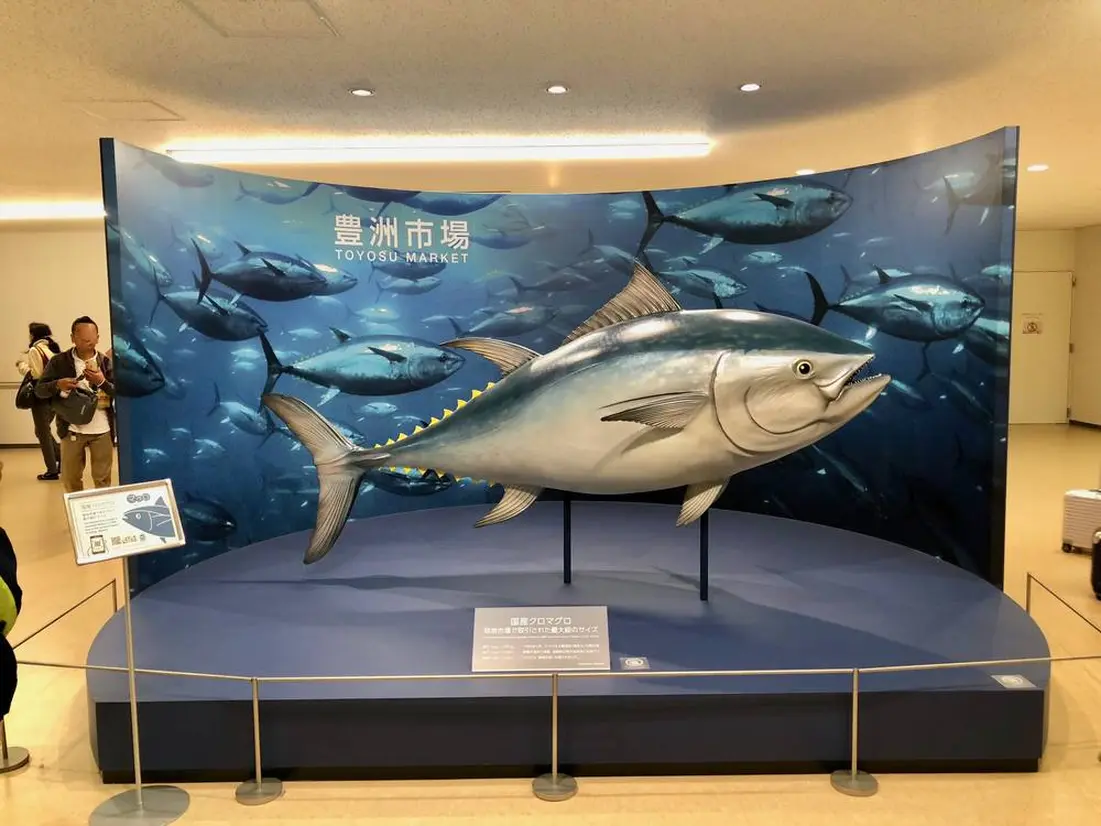 水産卸売場棟見学ギャラリー　クロマグロ　模型