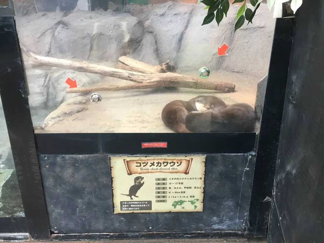 カワウソへのエサやり