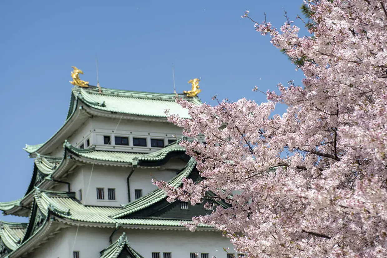 名古屋城　桜