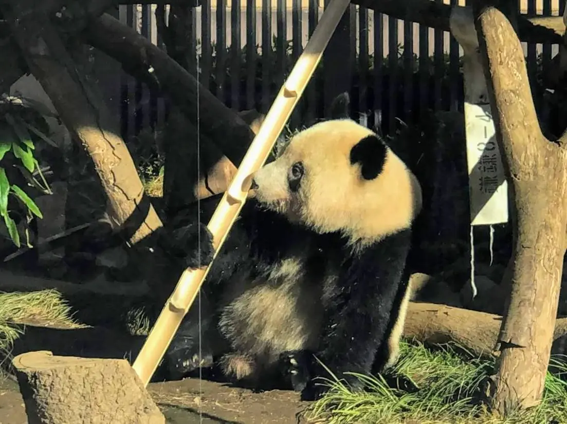ジャイアントパンダ