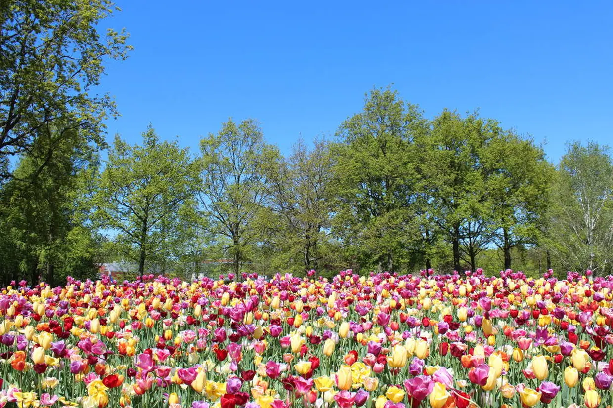 キューケンコフ公園 イメージ