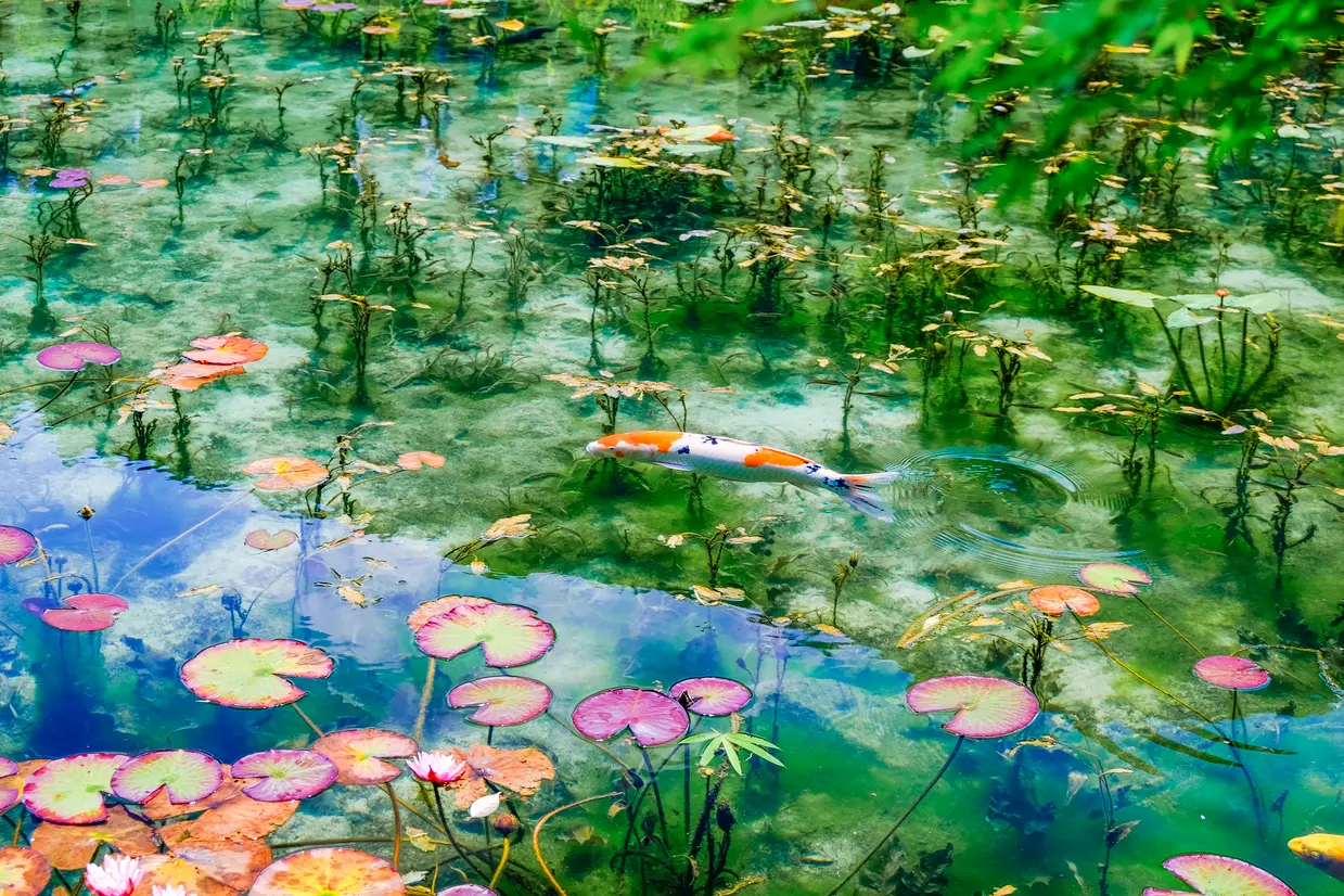 モネの池