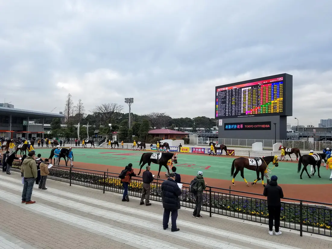 パドックを周回する競走馬