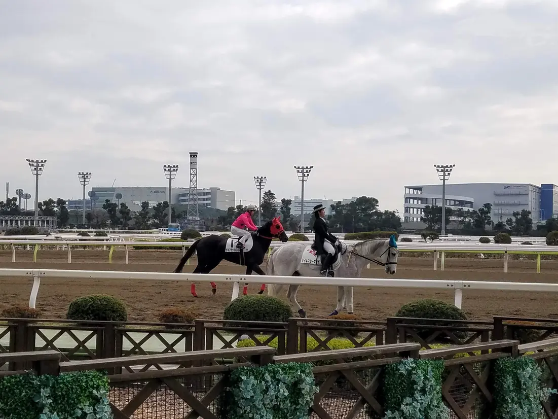 誘導馬と競走馬