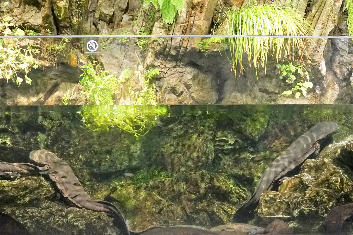「京の川」コーナー・オオサンショウウオのいる水槽