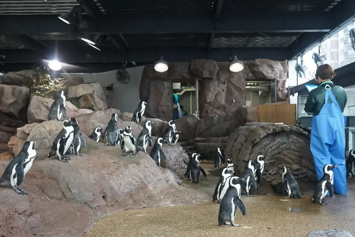 ペンギンコーナー