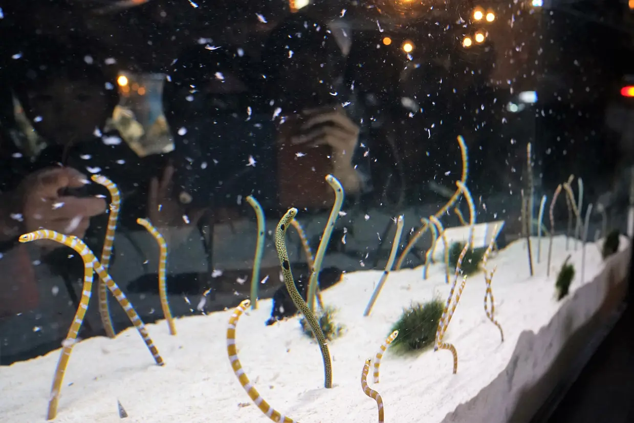チンアナゴの水槽・餌やりの様子