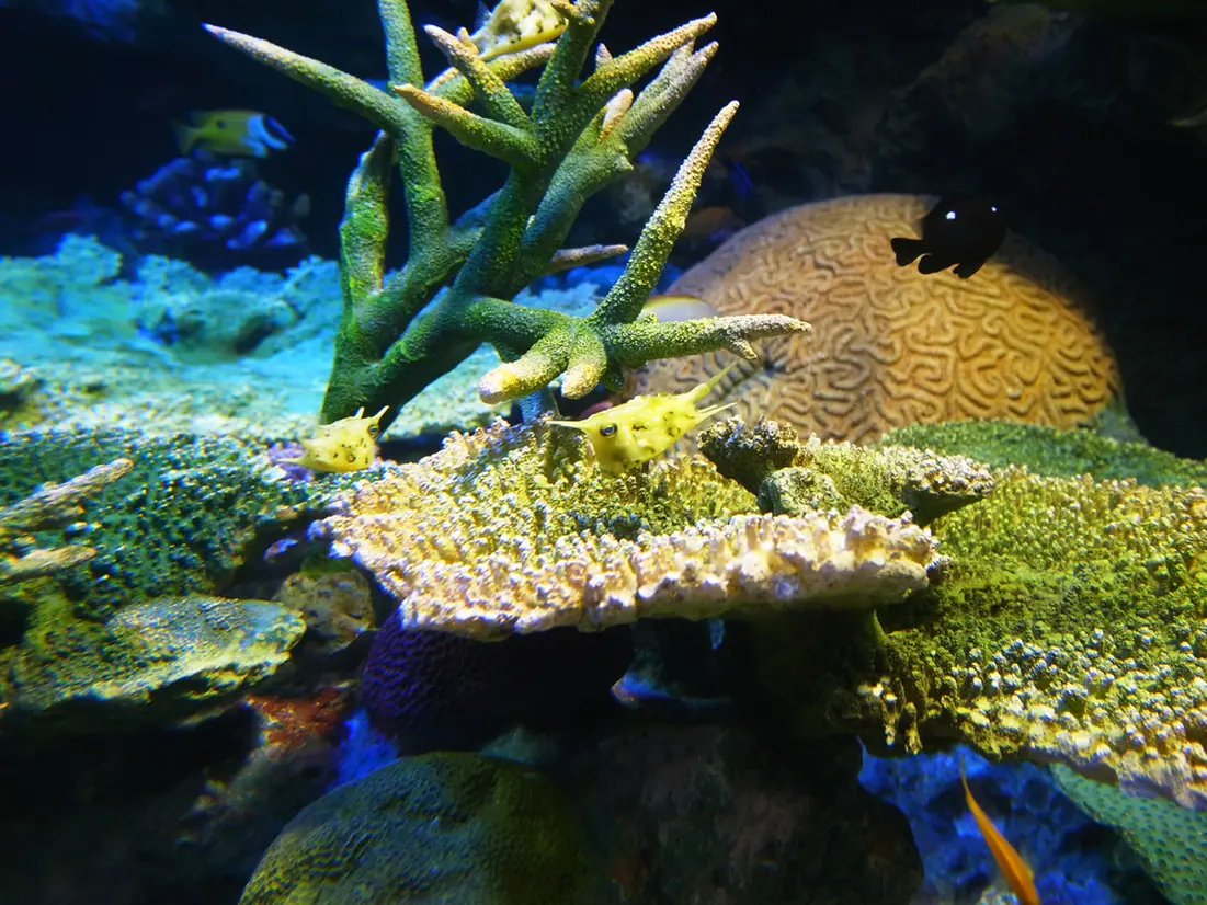 サンゴ礁の海