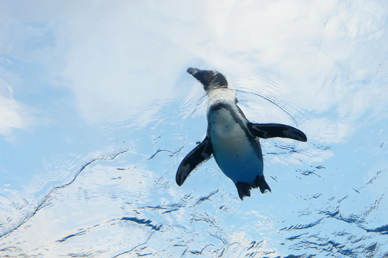 天空のペンギン