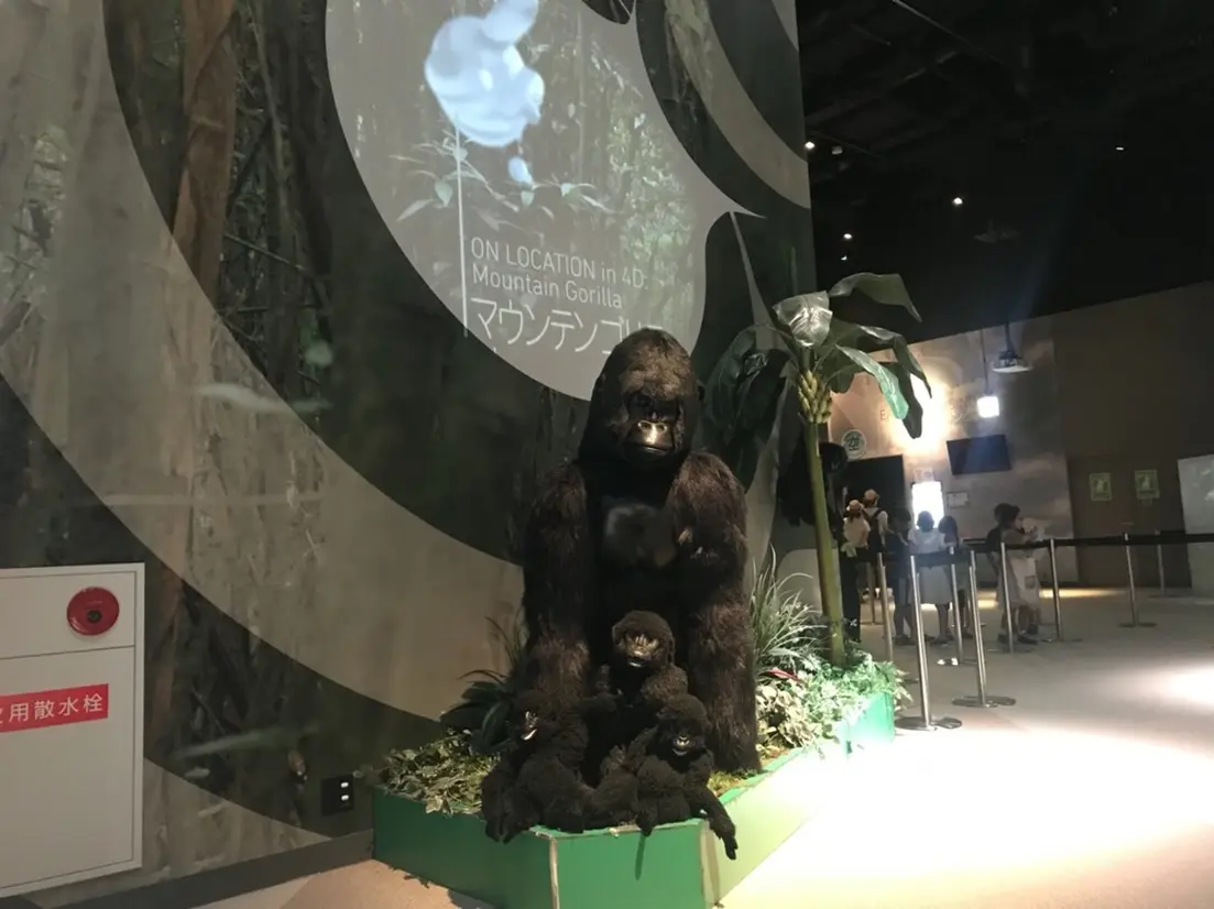 マウンテンゴリラ