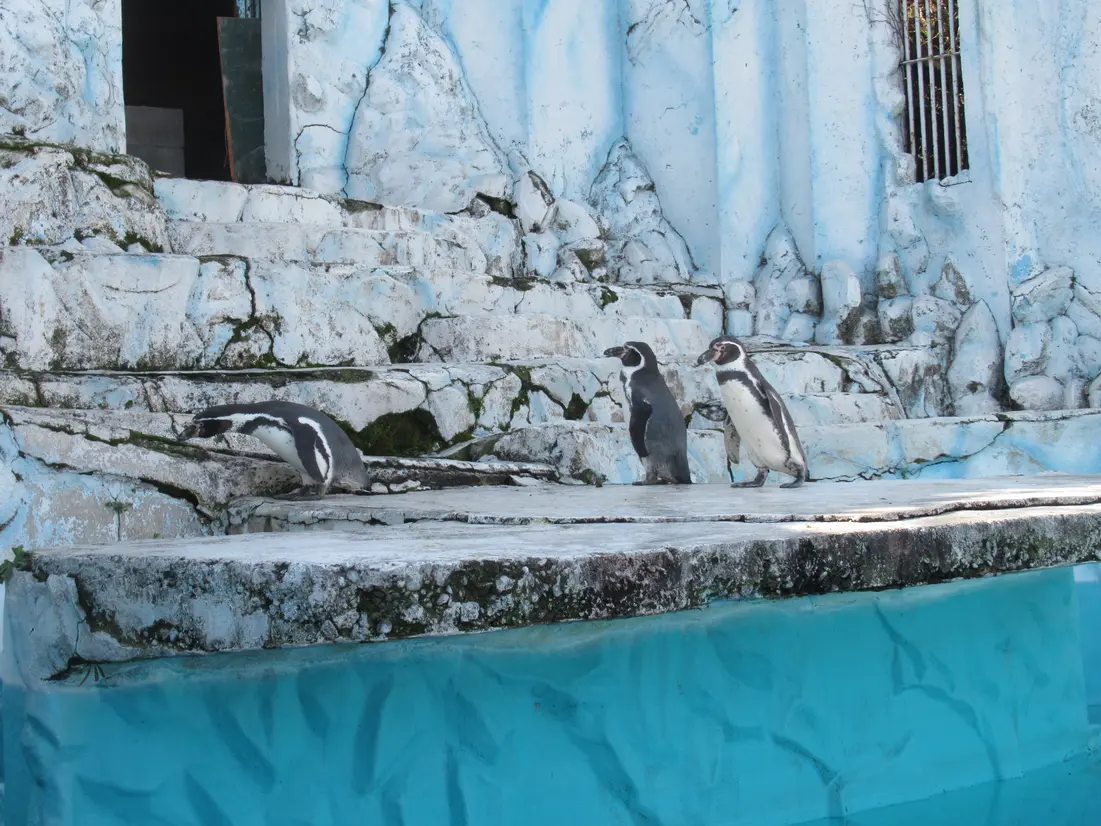 ペンギン