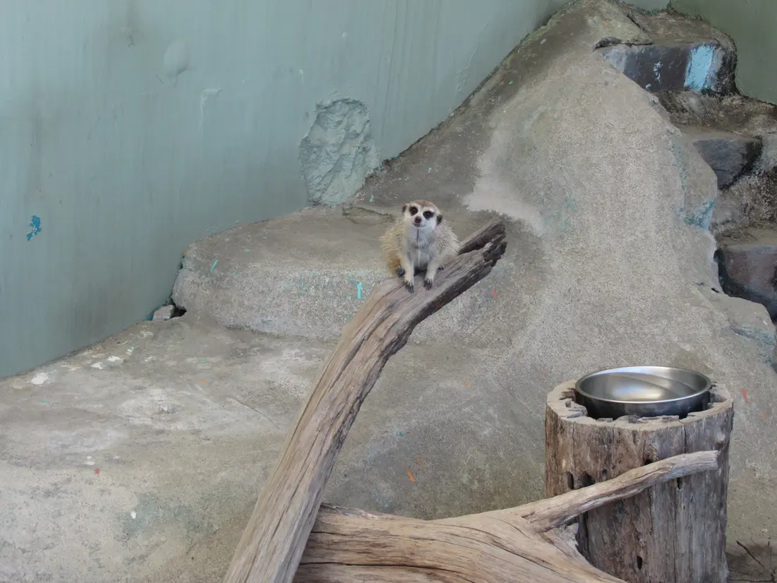 ミーアキャット