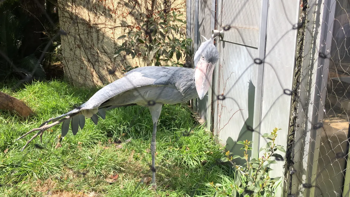 脚を伸ばしたハシビロコウ