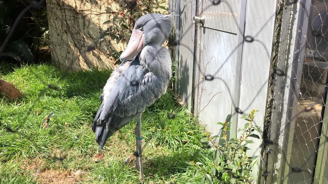 ハシビロコウ