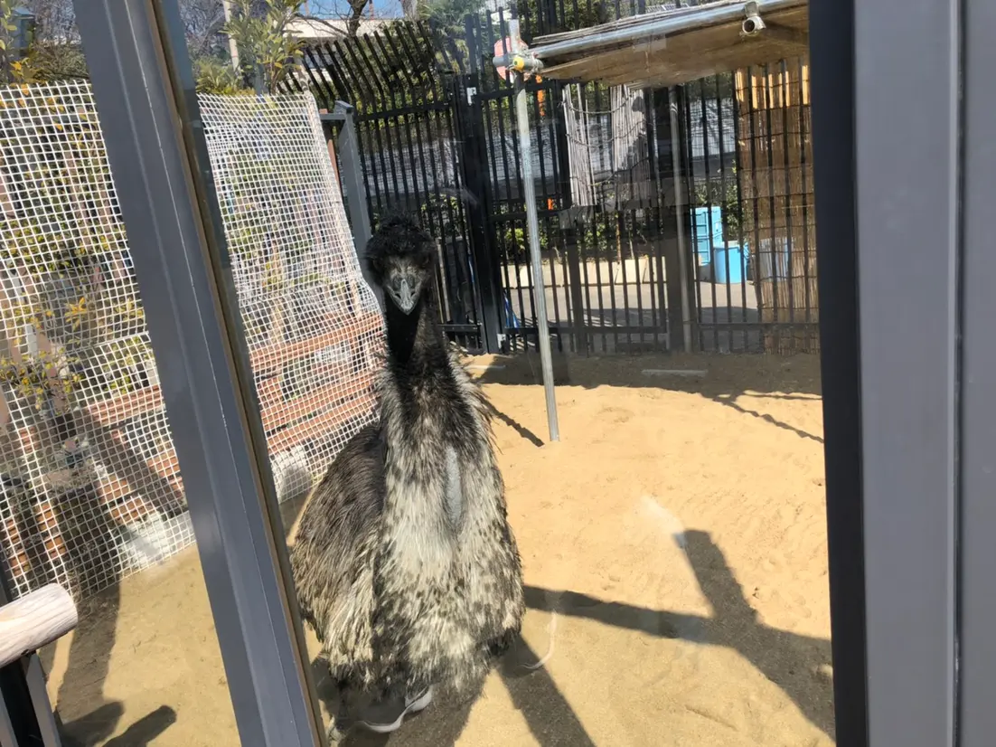エミュー