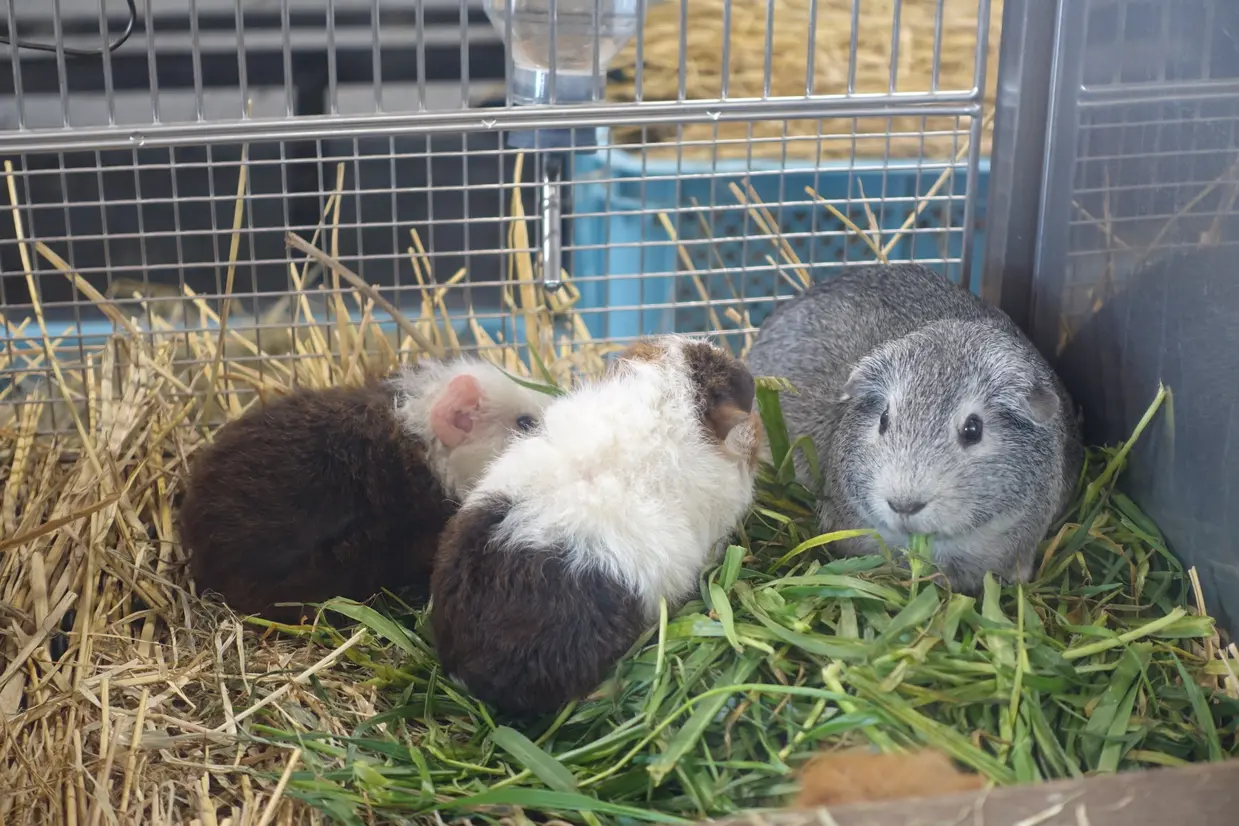 ちいさな動物たちのおうち