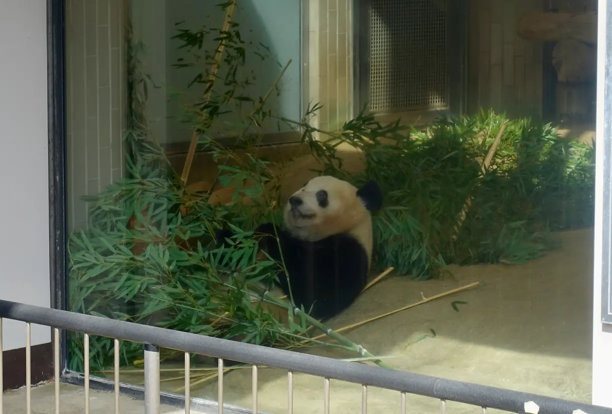 シャンシャン