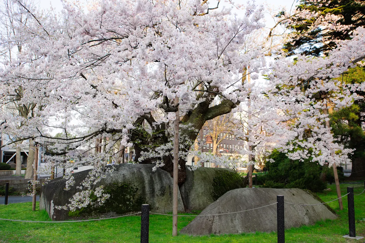 石割桜