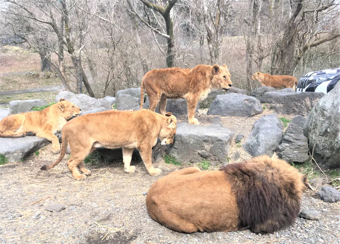 ライオンゾーン