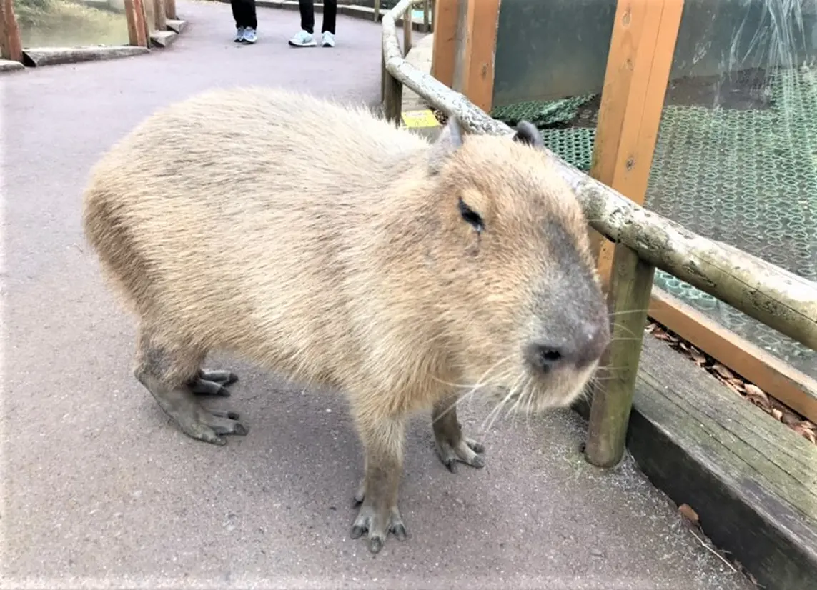 ふれあいゾーンのカピバラ