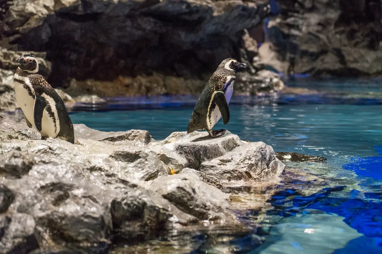 すみだ水族館　ペンギン