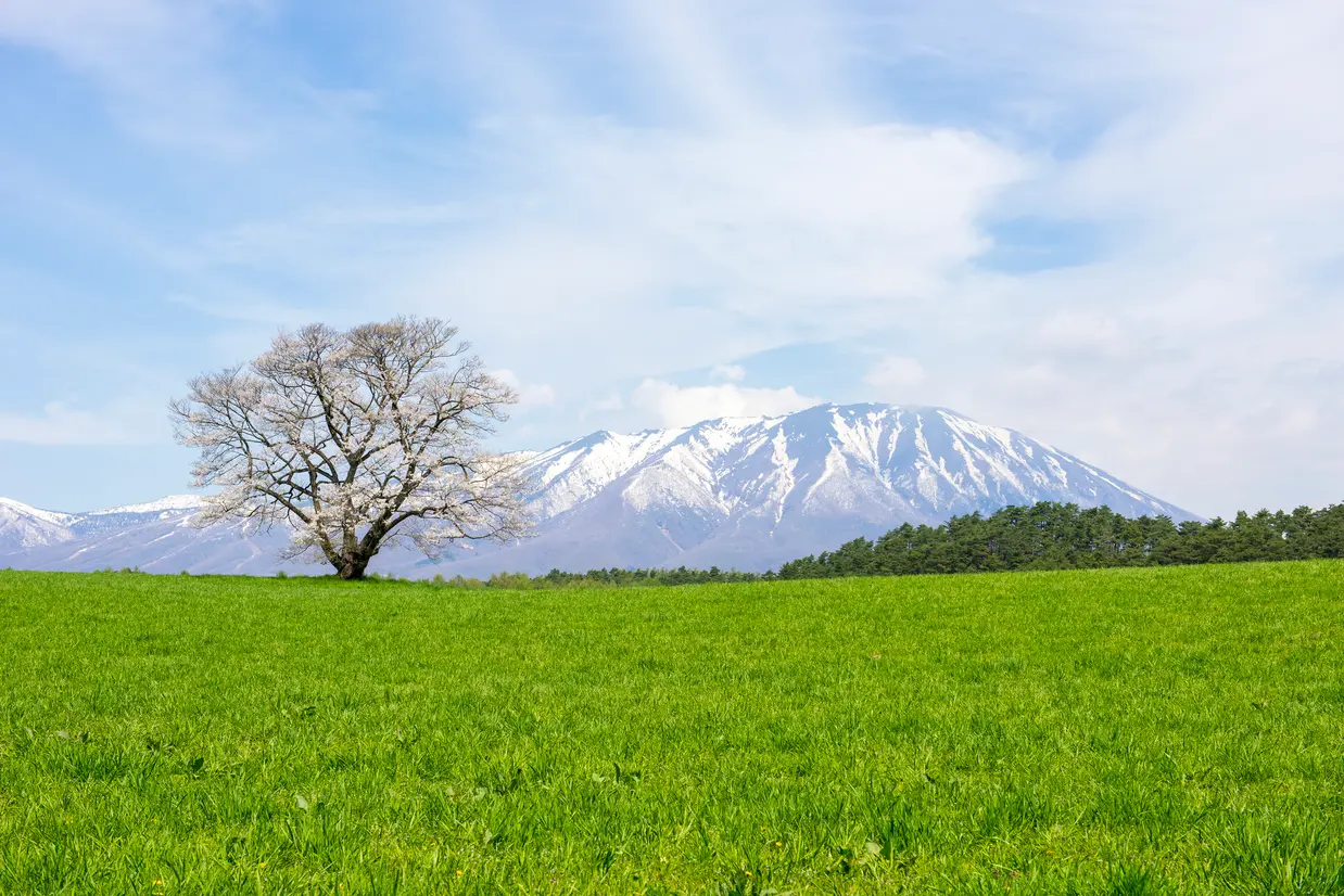 小岩井農場の一本桜