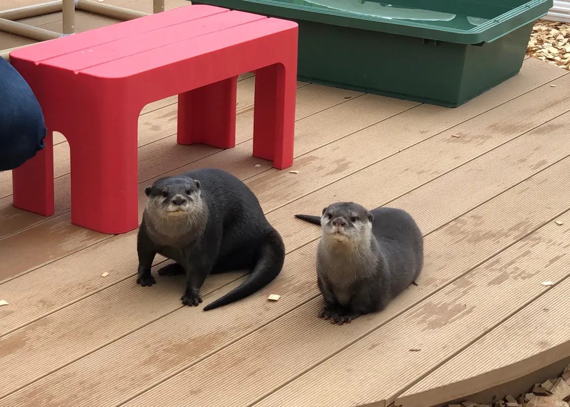 コツメカワウソ