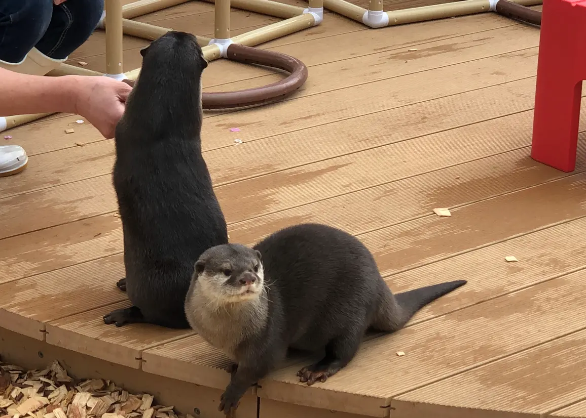 コツメカワウソ