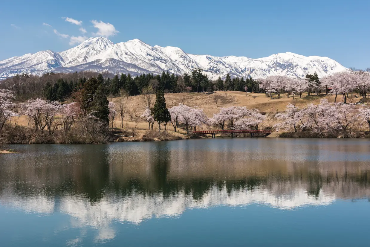 松ヶ峯周辺の桜と妙高山