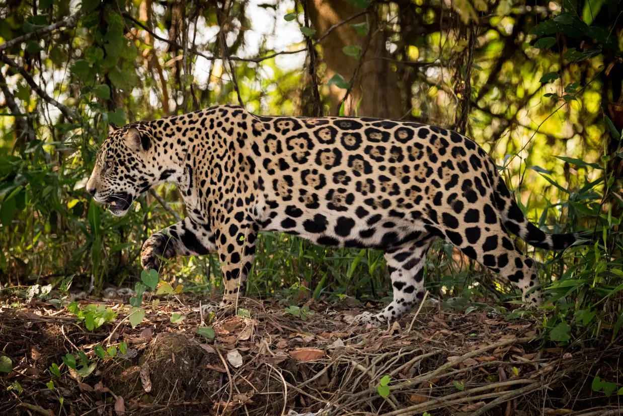 ジャガー