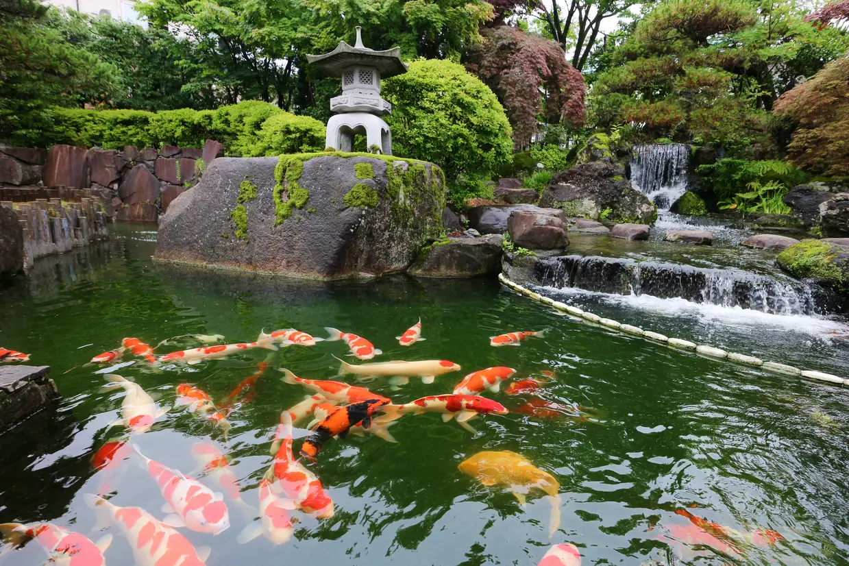 小千谷市錦鯉の里