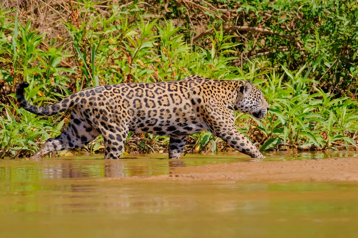 ジャガー