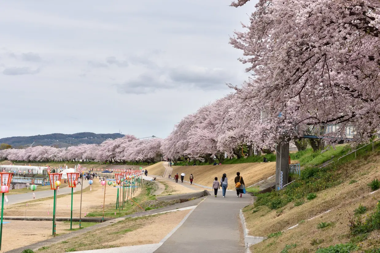 岡山さくらカーニバル イメージ