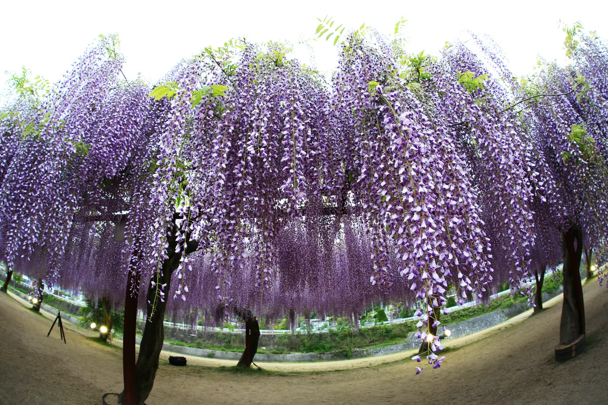 藤公園