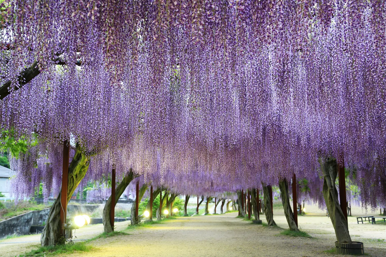 藤公園