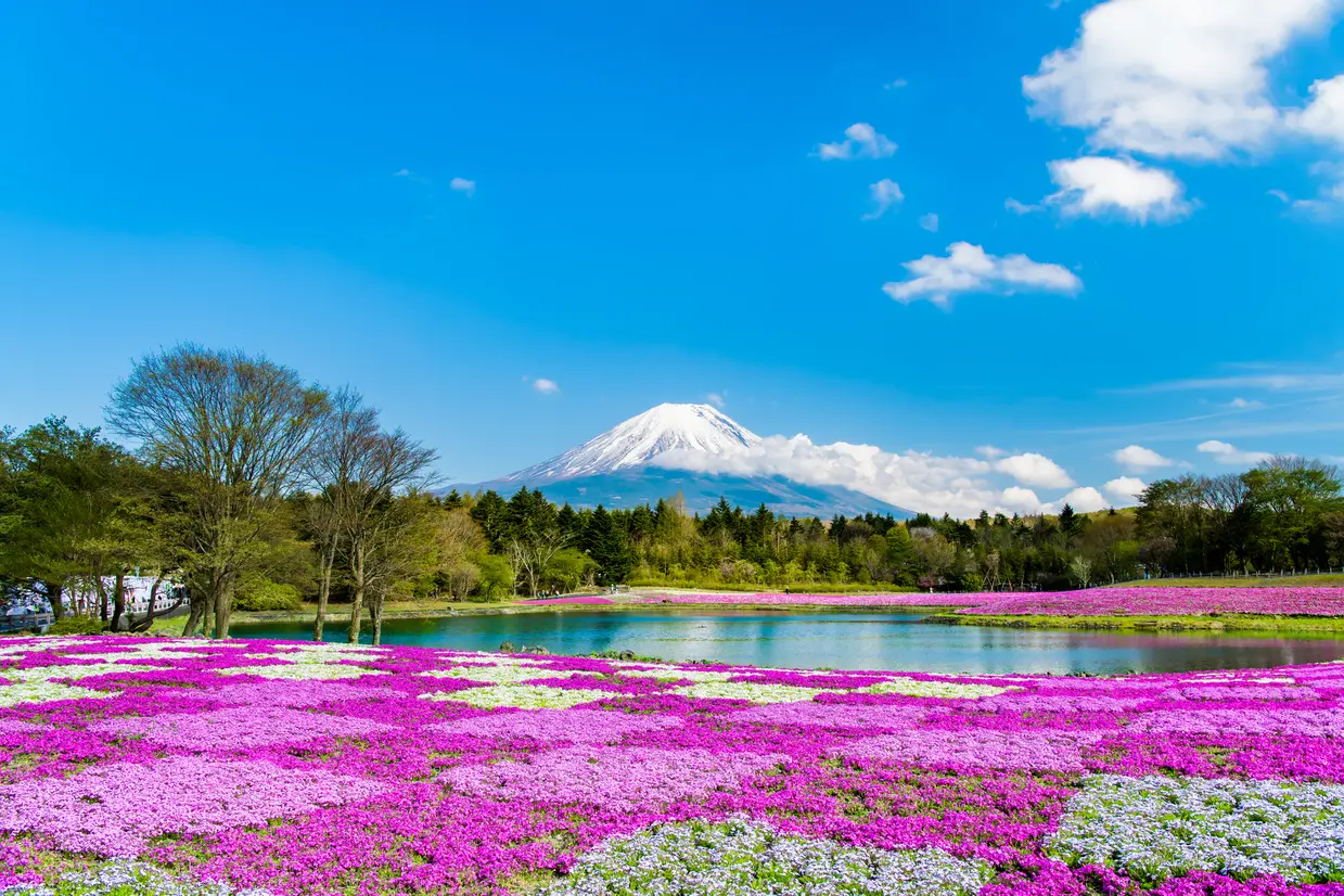 富士芝桜まつり