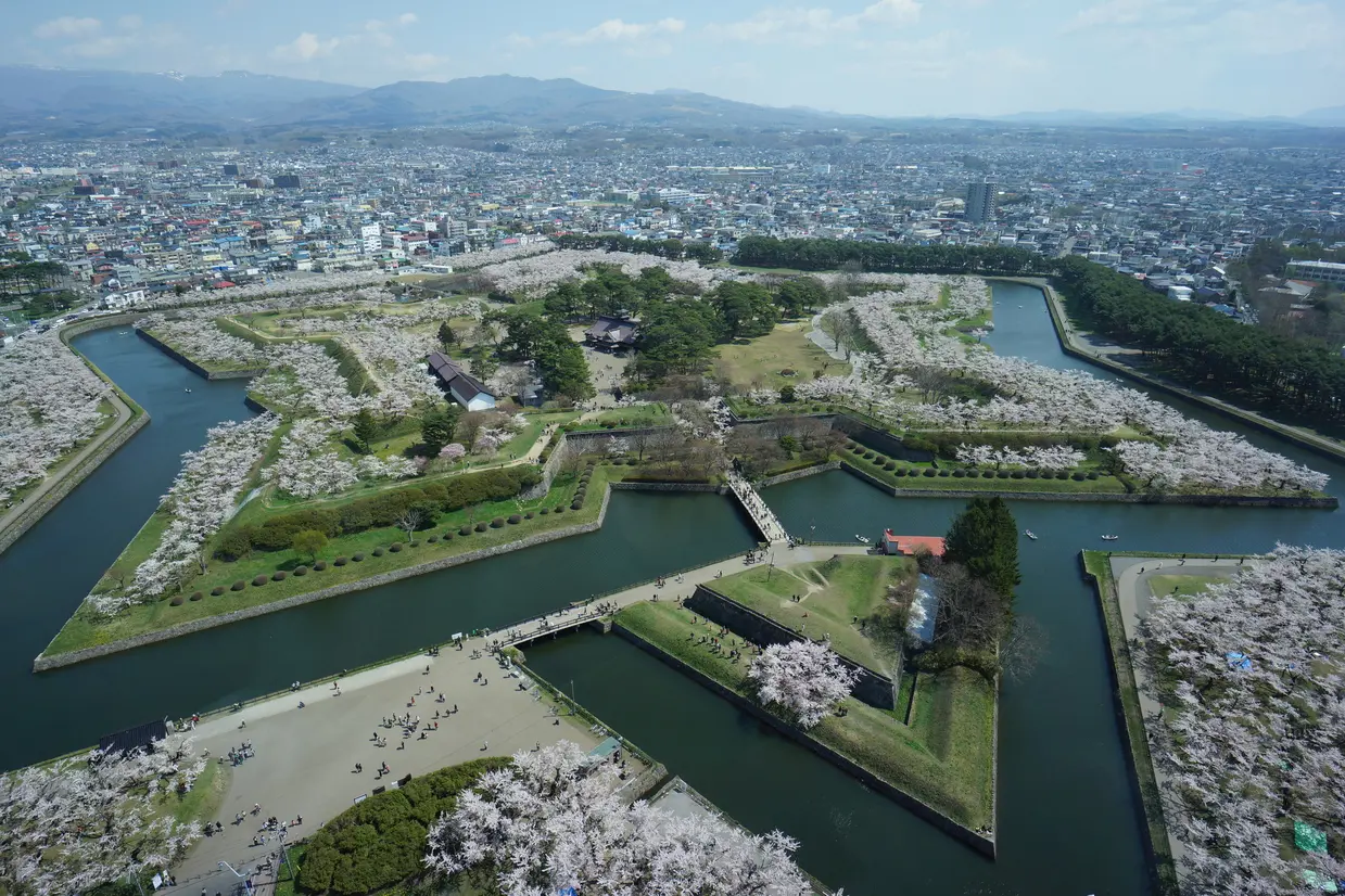 五稜郭公園の桜