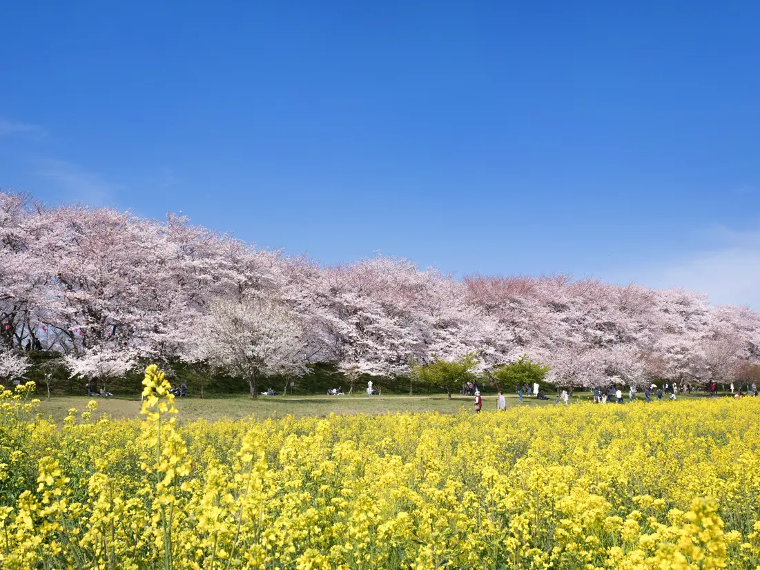 権現堂桜堤