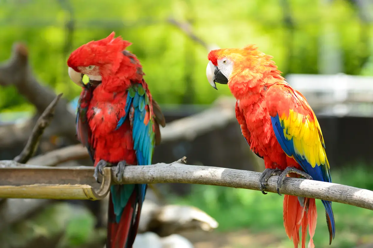 コンゴウインコ