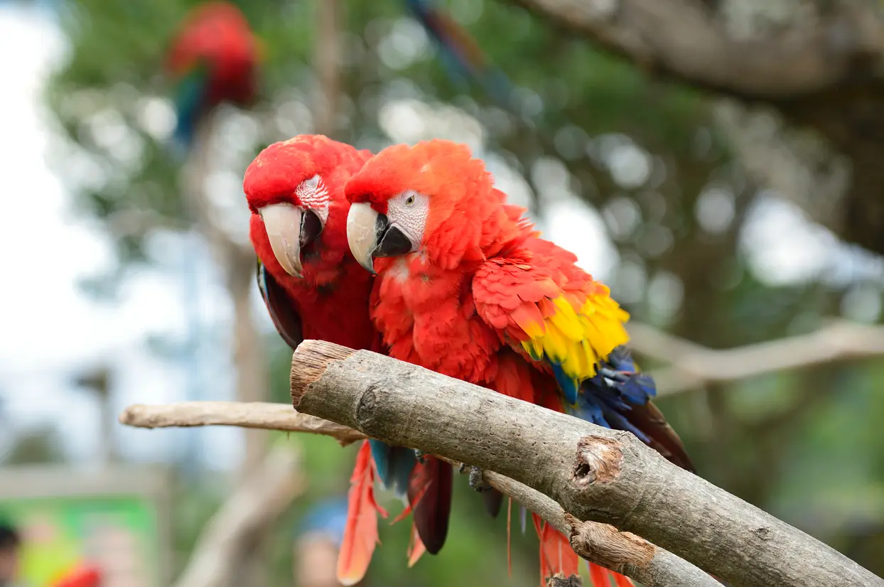 コンゴウインコ