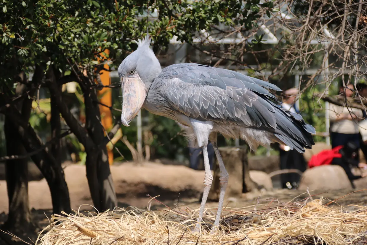 神戸どうぶつ王国　ハシビロコウ