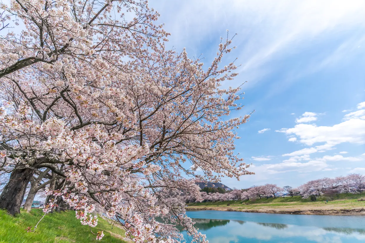 白石川堤