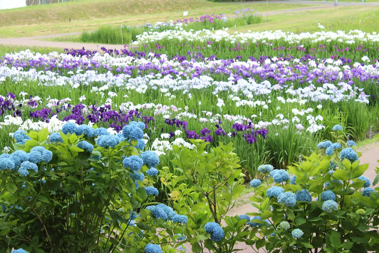 多賀城跡あやめ園