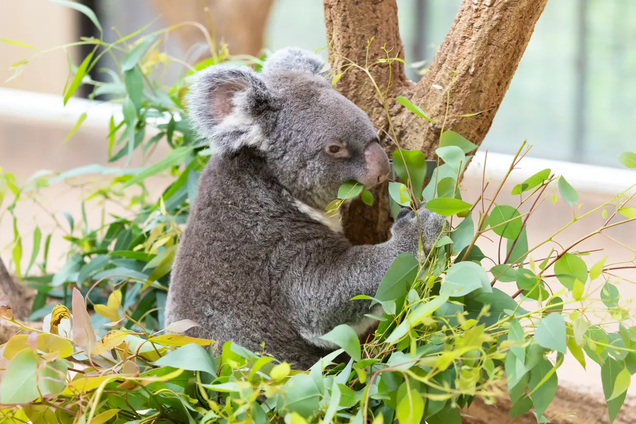 神戸市王子動物園