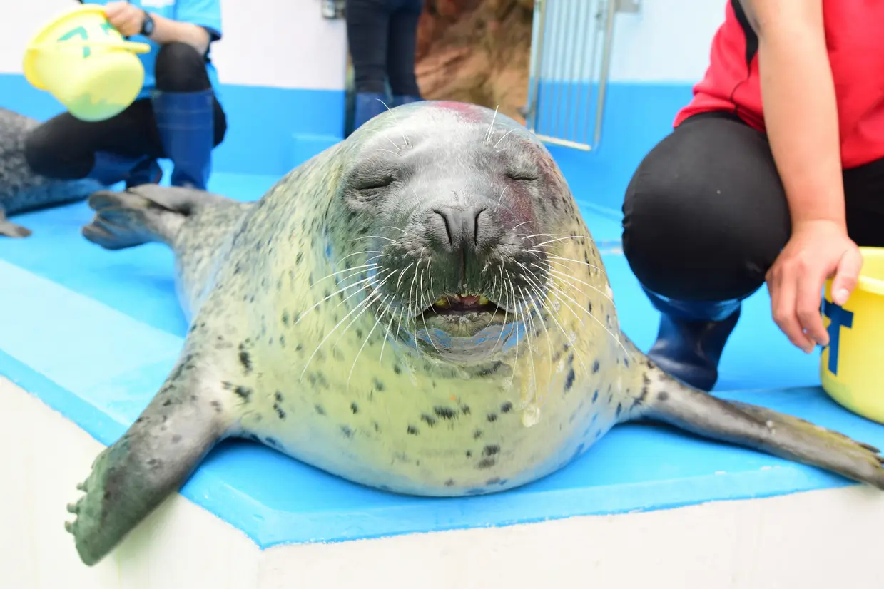 伊勢夫婦岩ふれあい水族館